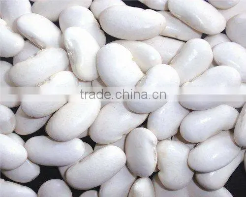 Large White Kidney Beans