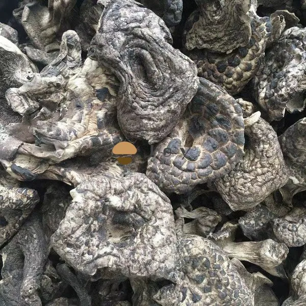 Dehydrated Wild Dried Koutake Mushroom Sarcodon Aspratus