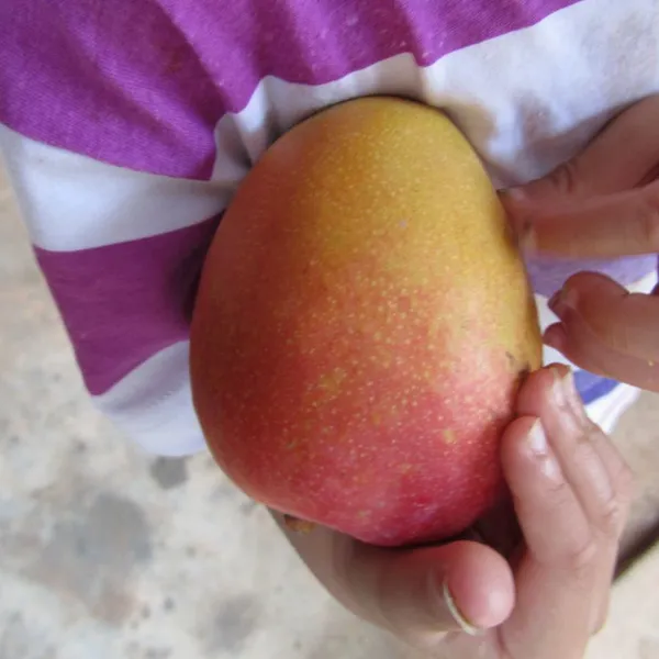 Tropical Fruit Trees Mango Trees With Grafting Janpan Korea Asian Mango Trees photo-2
