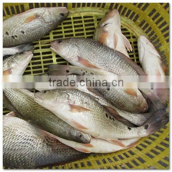 Frozen Red Drums Fish Whole Round on Sale