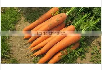 Fresh Carrots From China