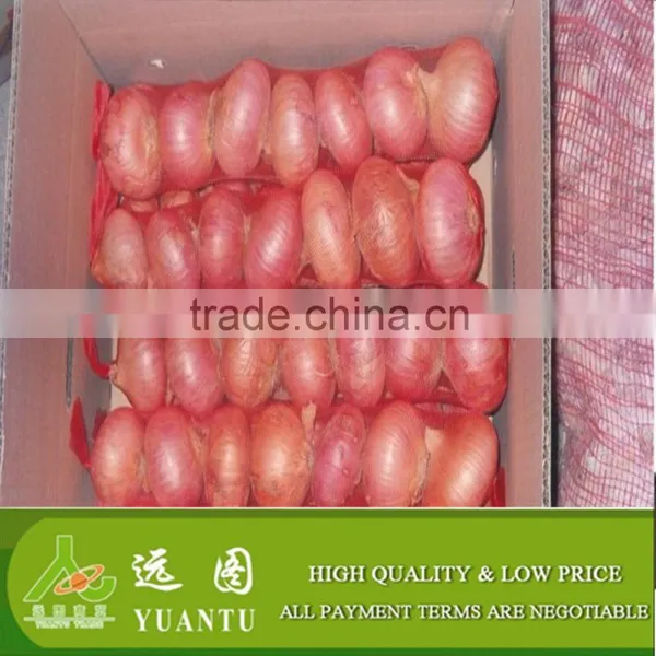 Fresh Yellow/Red Onion Supplier/Producer/Farmer photo-3