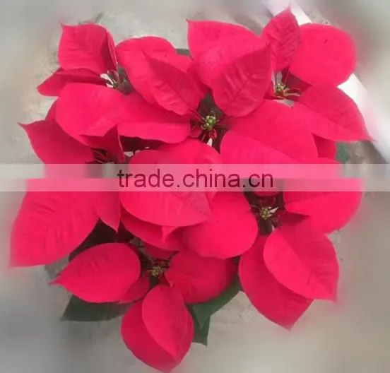 Natural Poinsettia Christmas Flowers Live Plant in Pot photo-2