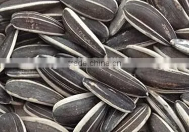 European Standard Inner Mongolia Sunflower Seeds Price photo-3