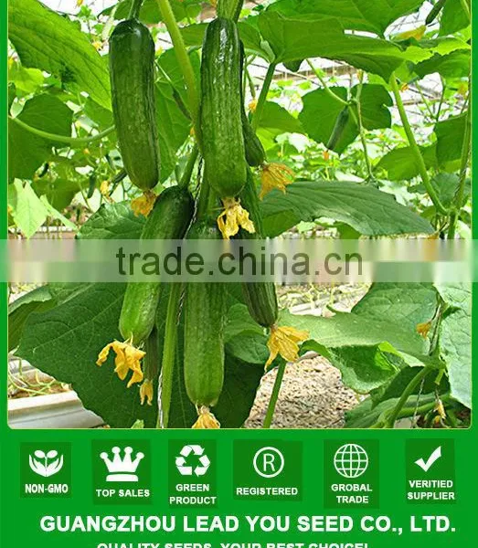 NCU10 Huanggua Hybrid Seed Cucumber Parthenocarpy Grow Type Hybrid Cucumber Seeds