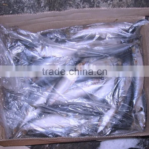 Seafrozen W/R Pacific Mackerel photo-2