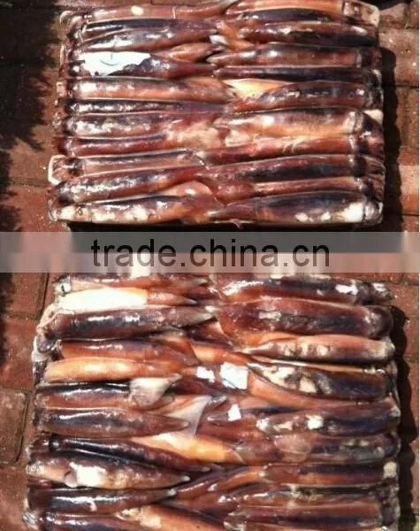 Iran Fish Illex Squid photo-2