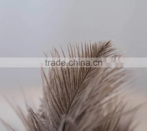 Factory Cheap Duster 50cm Ostrich Feather Duster photo-5