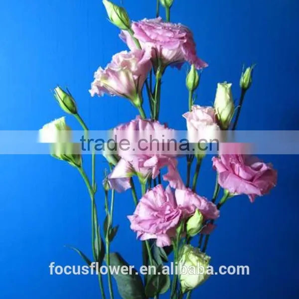 Wholesale Pink Eustoma Flowers From Yunnan China photo-4