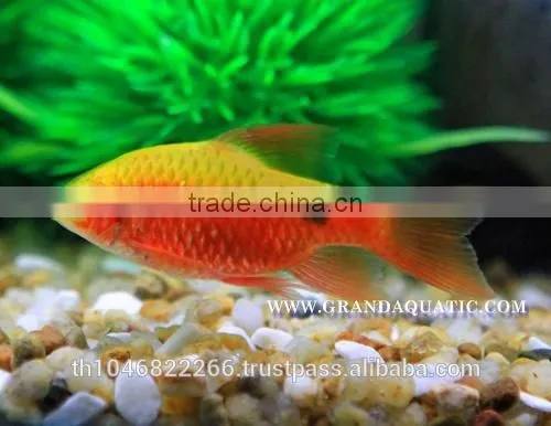 Rosy Barb Fish Farm For Sale and Export photo-5