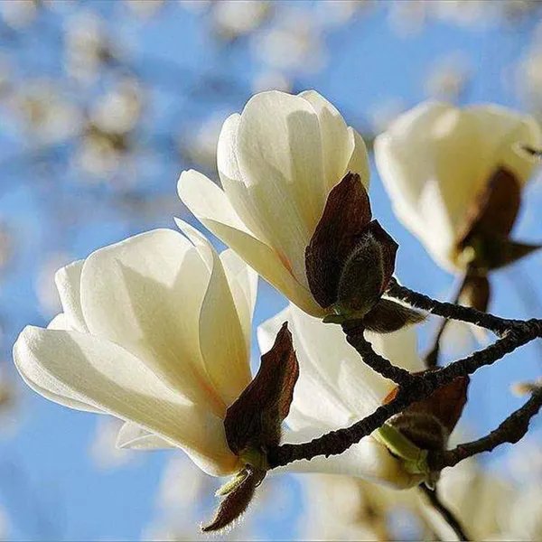 Magnolia Denudata Prices, Quotation Table From Origin, Pictures photo-3