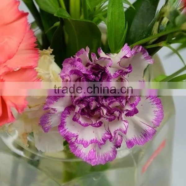 Factory Darb Single Head Carnation photo-4
