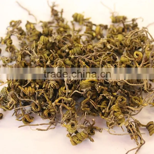 High Quality Dendrobium Chrysanthum photo-4