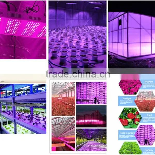 Best Selling Products Tiny House Hydroponic Grow Systems Zeus LED Plants Grow Light photo-6