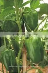 Fresh Bell Pepper India/good Quality Capsicum/farm Fresh Red,yellow,red Capsicum/bell Pepper Exporter in India photo-5