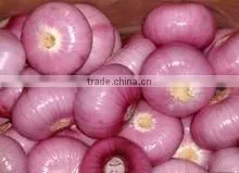 WHITE ONIONS photo-6