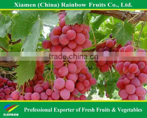 Fresh Red Globe Grape From Yunnan Xinjiang China photo-3