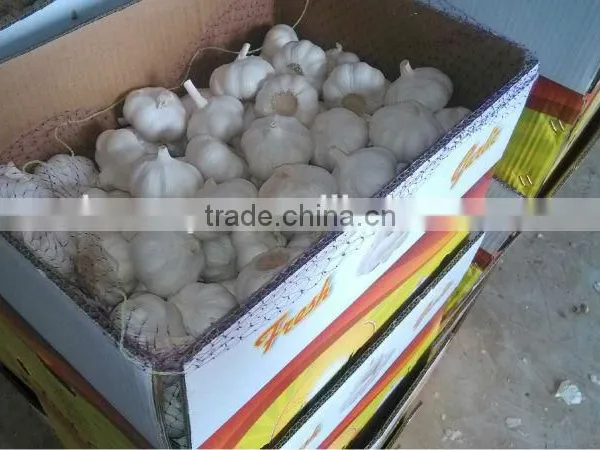 Fresh Garlic Export Grade photo-2