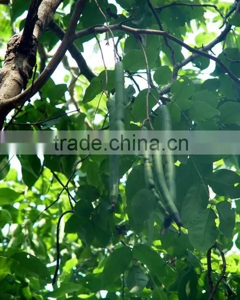 Cassia Fistula Tree photo-2