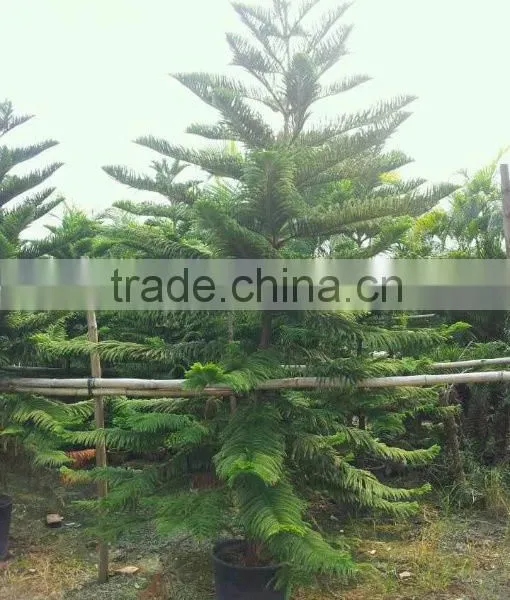 Hoop Pine, Araucaria Cunninghamii Sweet Seedlings, as Bonsai, Pot Plants or Outdoor Plants photo-5