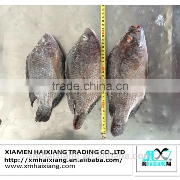 Farm Frozen Tilapia Fish for Sale photo-3
