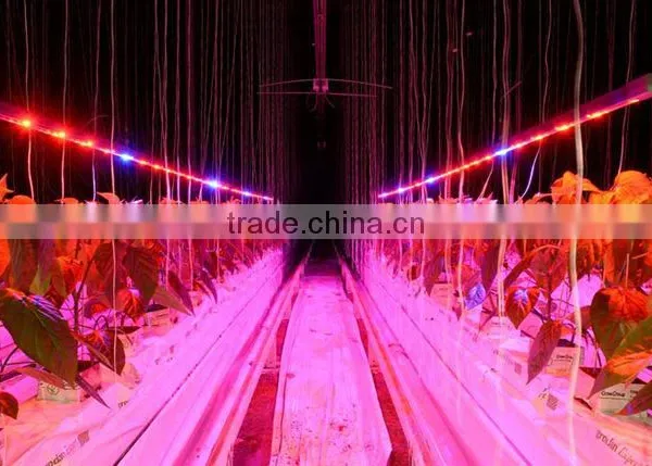 High Qualified Grow LED Commercial Grow LED Lights Hydroponic Grow Bar Use for Greenhouse Projects/Self-growing/Supplement Light photo-6