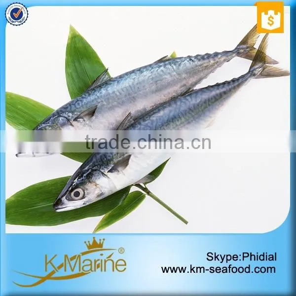 China Frozen Scomber Japonicus photo-4