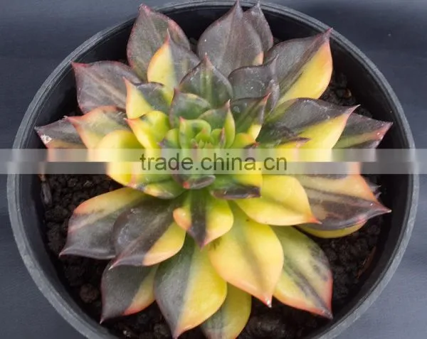 Echeveria Blacprince Variegated, Plants Echeveria, Succulent Plants, Tropical Plants