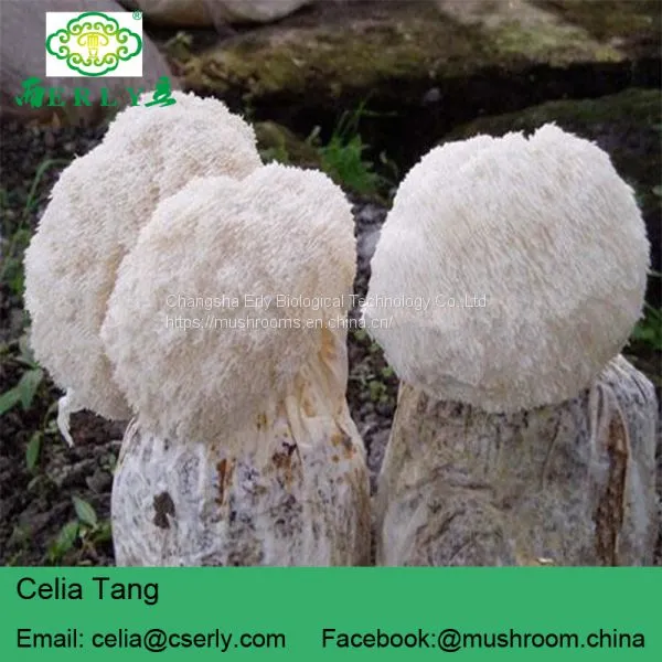 Mushroom Professional Manufacturer Supply Lions Mane Mushroom photo-3