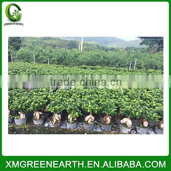Ginseng Ficus 150g photo-2