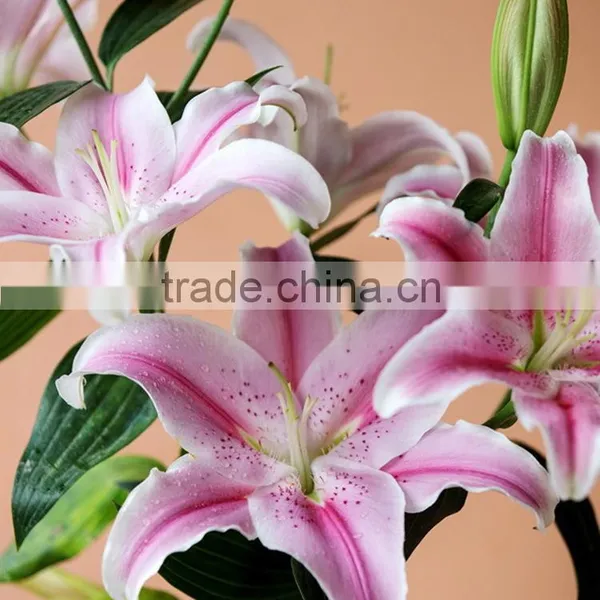 Fashionable Tiber Natural Pink Fresh Lily photo-4