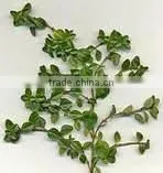 High Quality Essential Thyme Massage Oil