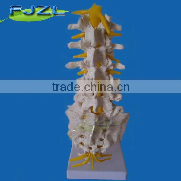 Medical Sicence Lumbar Spinal Column With Sacral and Coccyx Bone photo-4