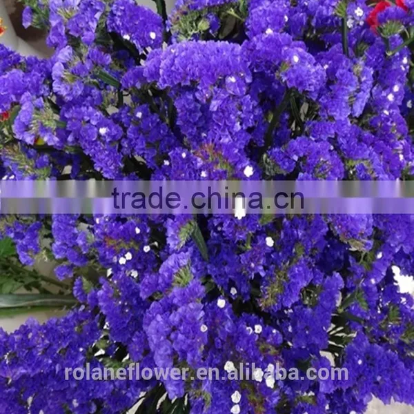 Fresh Cut Myosotis Sylvatica Flower to Delivery Everywhere photo-5