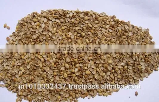 Coriander Splits photo-2