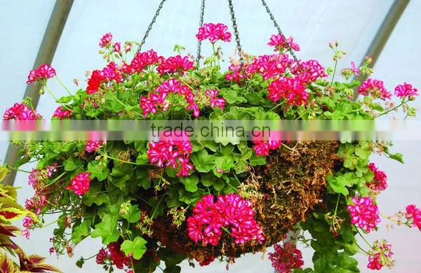Sphagnum Moss Hanging Basket 18" Diameter photo-2