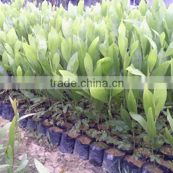 Acacia Confusa Seedling photo-3