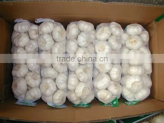 Exported Chinese 2015 New Crop Fresh Natural White Garlic 5 CM photo-2