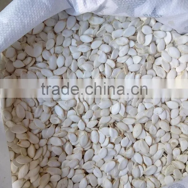 Snow White Pumpkin Seeds 9-14CM, 11-13MM photo-5