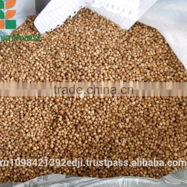 Russian Coriander photo-6