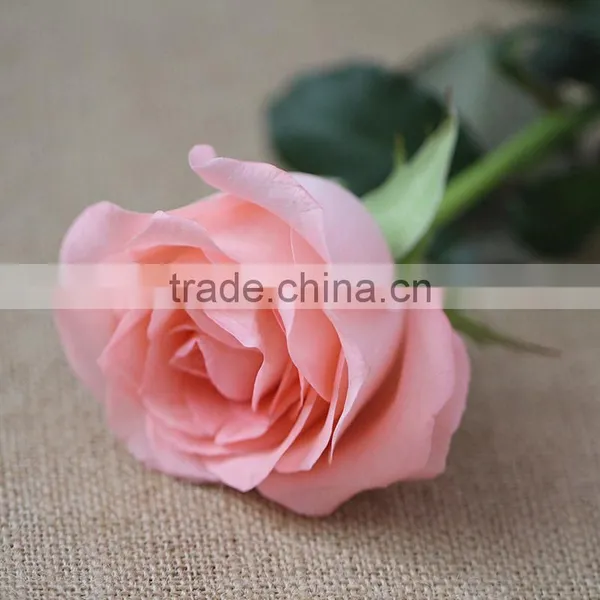 Hot Sale Fresh Cut Daiana Pink Rose Flowers