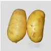 China Potato