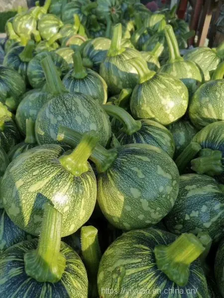 Early Maturity Zucchini Seed Round Green F1 Hybrid Squash/zucchini Seeds No.80 photo-2