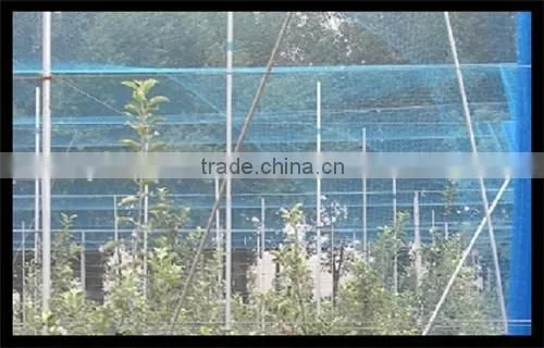 Plastic Netting Used Prevent Birds From Attacking Crops photo-4