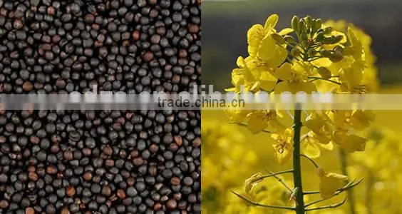 Oilseeds Rape