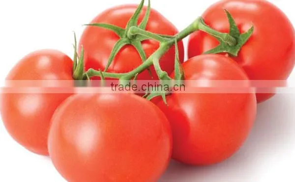 Fresh Tomato