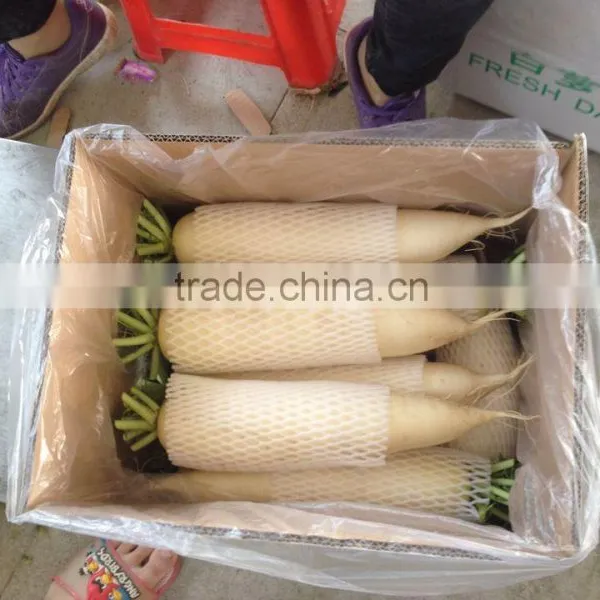 Fresh Chinese White Radish on Sale photo-5