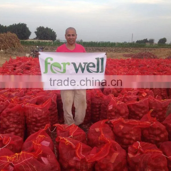 Fresh Onion From Egypt High Quality photo-2
