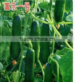 Cucumber Hybrid Seeds for Growing