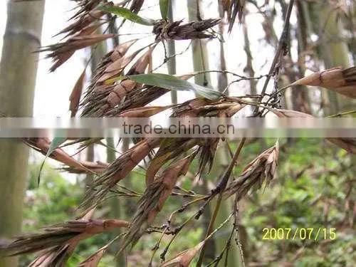 2016New Crop High Purity Moso Bamboo Seeds For Planting photo-2
